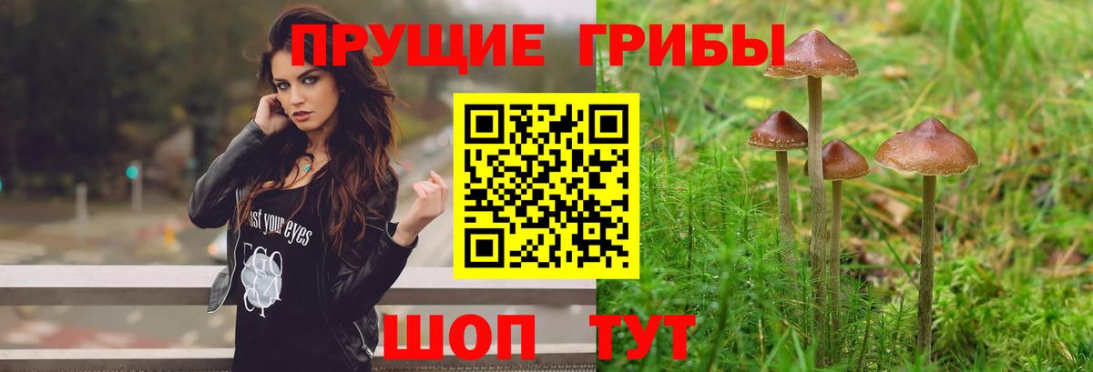 Туапсе  Галлюциногенные грибы Psilocybe  Вход с VPN 